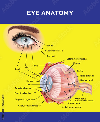 Anatomy of the human eye 