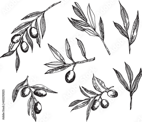 Olive branches graphics vector. Isolated on a white background. Olives hand-drawn in ink , vector graphics. Olive branches set. Monochrome olive branches.