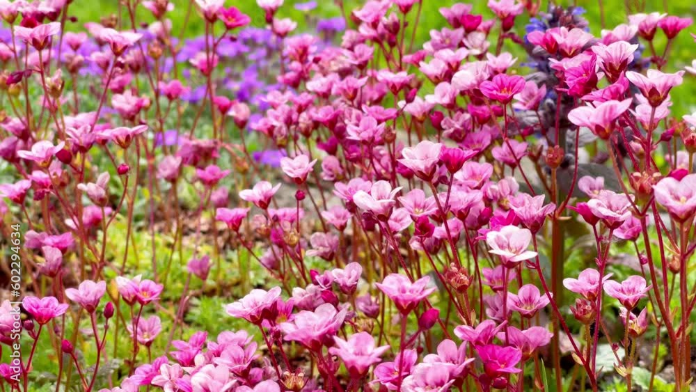 Little pink flowers moving under the soft spring wind. Fresh nature background. 4K colorful floral video. Little pink flowers moving under the soft spring wind. Fresh nature background. 4K colorful floral video.