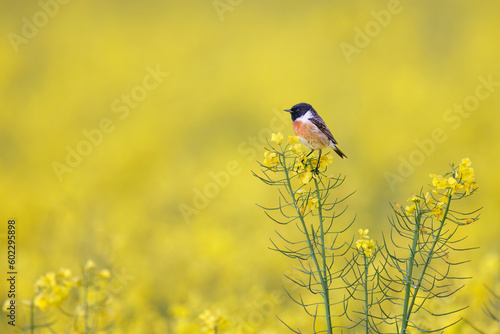 Stonechat