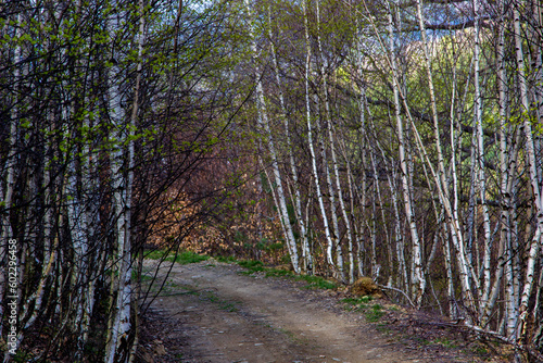 Fototapeta Naklejka Na Ścianę i Meble -  Hiking trail in the mountains