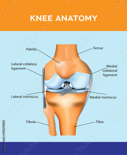 Anatomy of the human knee