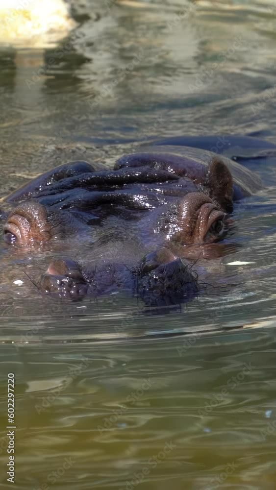 hippopotamus moving its ears and diving in slow motion hippopotamus moving its ears and diving in slow motion