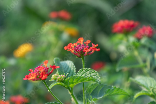 Selective Focus of Red and yellow lantana camara flowers, Beautiful Colorful Hedge Flower, Weeping Lantana, Lantana camara Linn.