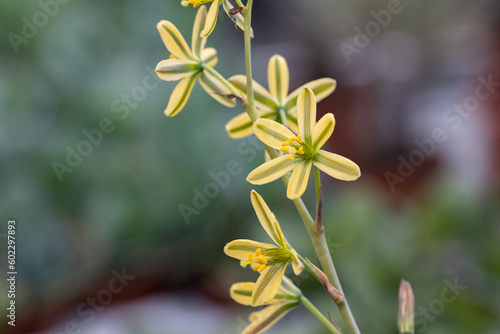 Albuca concordiana flower. This plant is distinguished by corkscrew-coiled leaves. It produces yellow fragrant flowers. photo