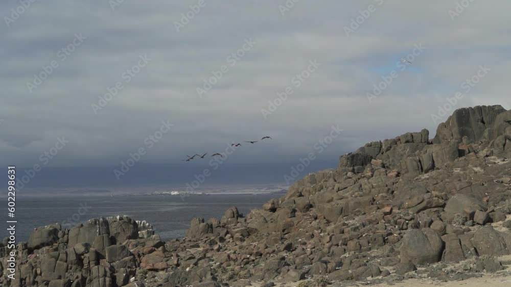 flock of Pelicans flying along the rugged coast line of the pacific ocean at the edge of the Atacama desert. flock of Pelicans flying along the rugged coast line of the pacific ocean at the edge of the Atacama desert.