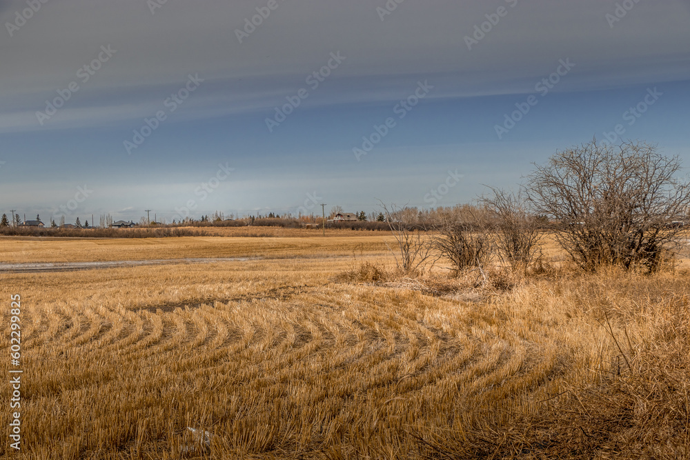 Fields, trees and ponds in Indus, Alberta, Canada