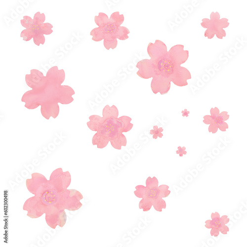cherry blossom, sakura, hanami flower pedals on transparent background