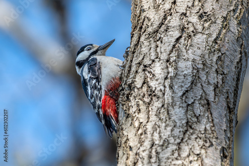 Dzięcioł duży, dzięcioł pstry większy (Dendrocopos major, Great spotted woodpecker) photo