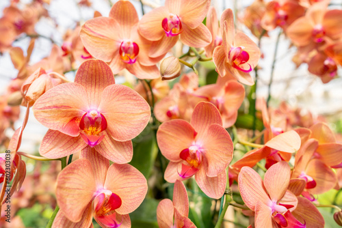 The Orange Phalaenopsis orchid flower blossom in garden