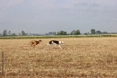 Spanish greyhound dog race hare hunting speed delivers passion