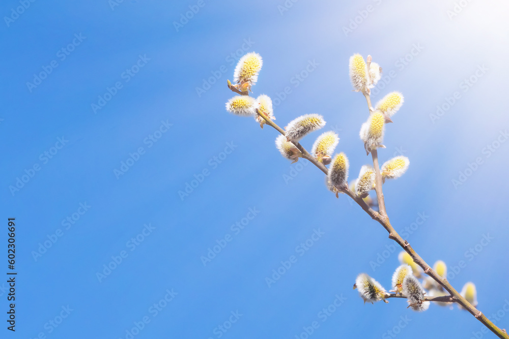 willow branch with budding buds on the background of the blue sky in the rays of the sun willow branch with budding buds on the background of the blue sky in the rays of the sun