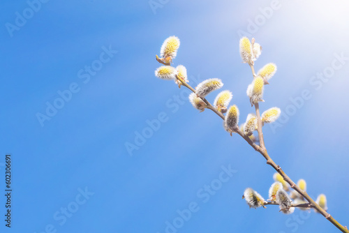 willow branch with budding buds on the background of the blue sky in the rays of the sun