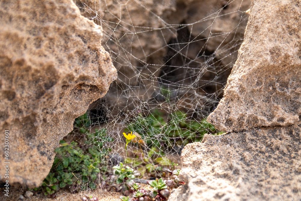 Spider's web between rocks with rain drops on sandy beach during spring sunny day in Paphos, Cyprus Spider's web between rocks with rain drops on sandy beach during spring sunny day in Paphos, Cyprus