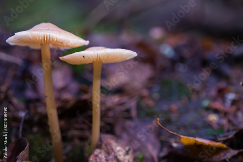 Mushrooms containing psilocybin grow in the forest. Selective focus with shallow depth of field. Dark background.