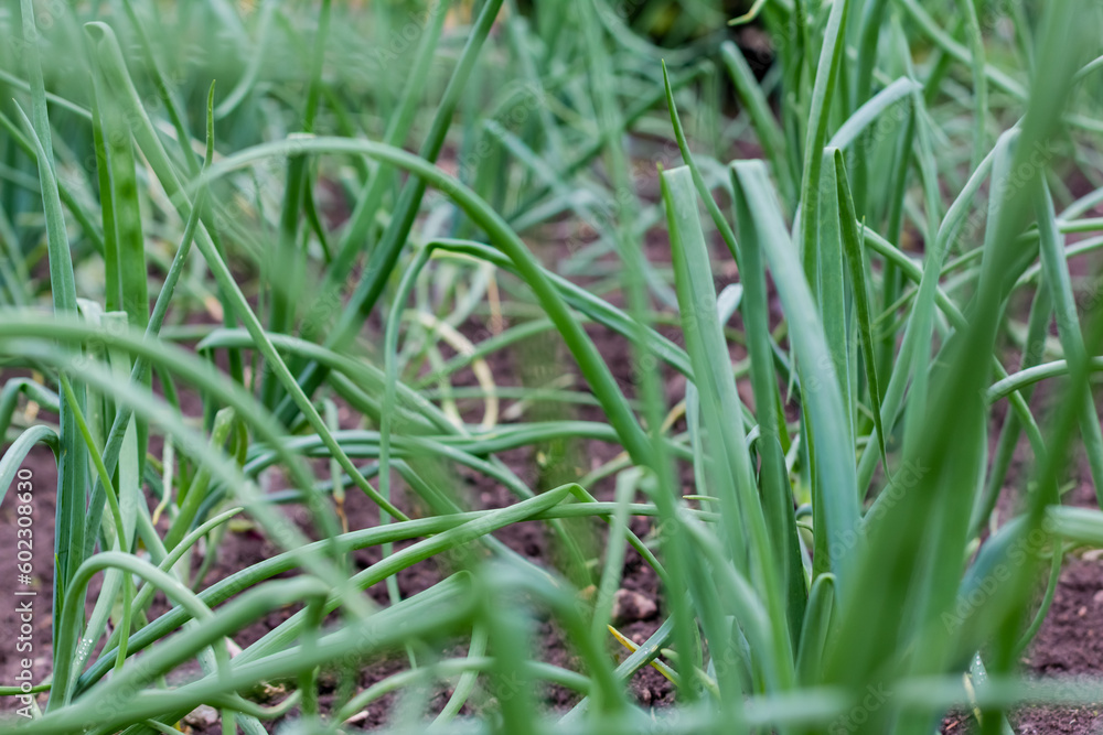 Green onions growing in the garden. spring vegetables. Organic food. Macro. Vertical Green onions growing in the garden. spring vegetables. Organic food. Macro. Vertical
