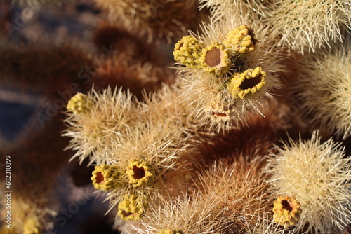 Teddy bear cholla cactus