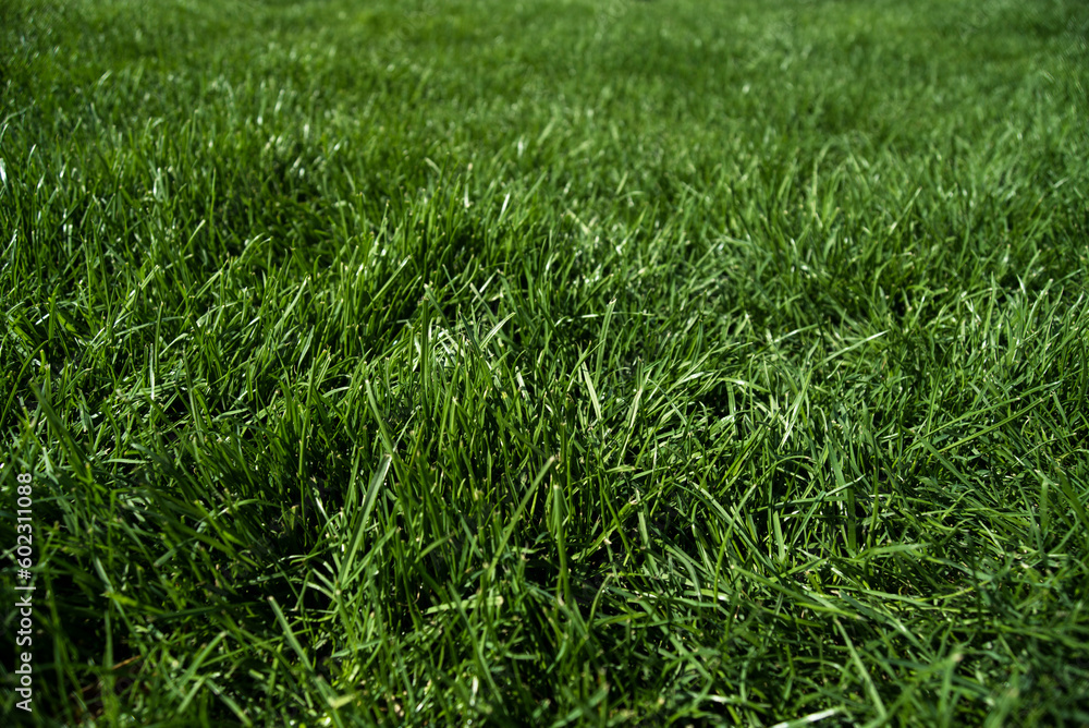 green grass background green grass background