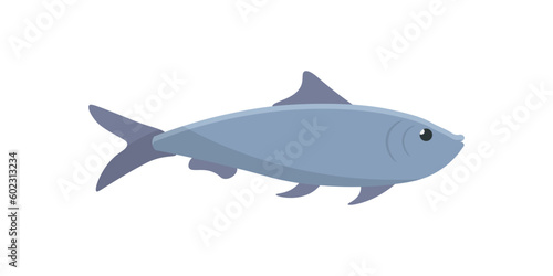 Herring, one sea and ocean fish and marine animal, raw saltwater seafood product