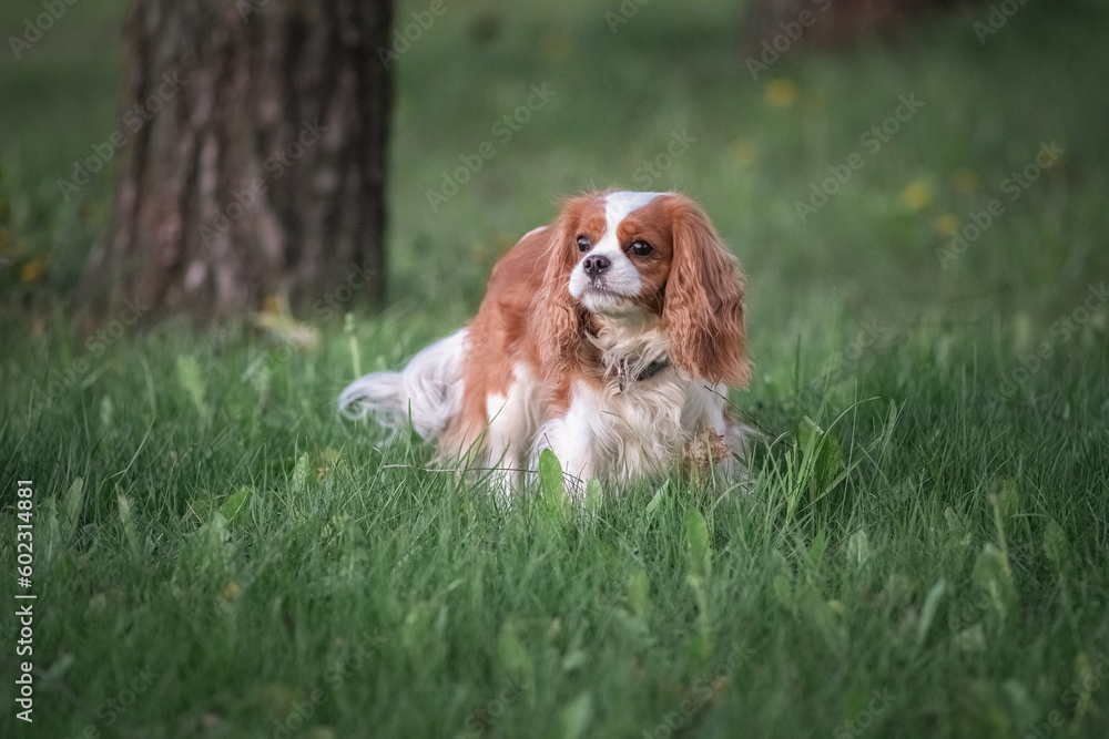 Beautiful thoroughbred Cavalier King Charles Spaniel on a walk on the grass.