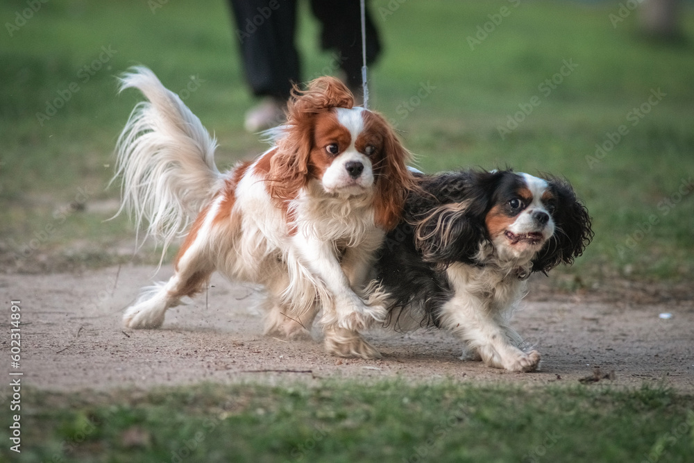 Beautiful thoroughbred Cavalier King Charles Spaniel on a walk on the grass. Beautiful thoroughbred Cavalier King Charles Spaniel on a walk on the grass.