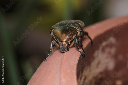 European rose chafer insect macro photo © Recep