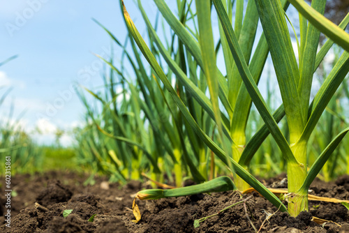 Garlic planted in a row in the garden.
