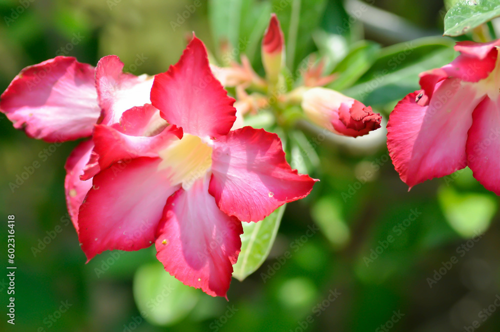 Desert rose,  APOCYACEAE or Adenium obesum or Mock Azalea or Pinkbignonia or Impala lily