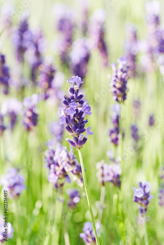 Lavender flower blooming scented field. Bright natural background. 