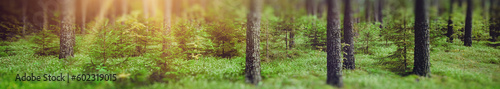 Panorama forest bokeh background © 1xpert