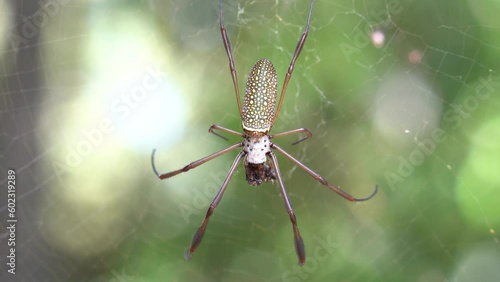 spider hanging from its web in the forest