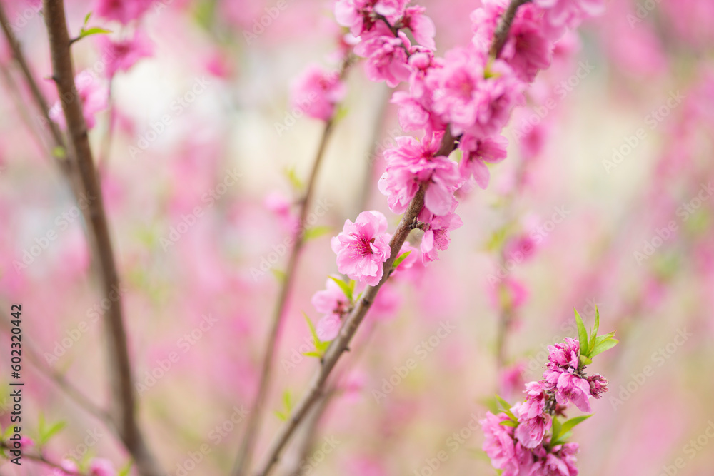 梅の花 梅の花