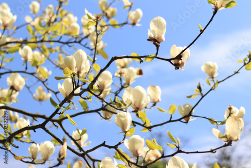White magnolia flowers against a blue sky. Magnolia in full bloom, selective focus. Spring background of blossoming tree