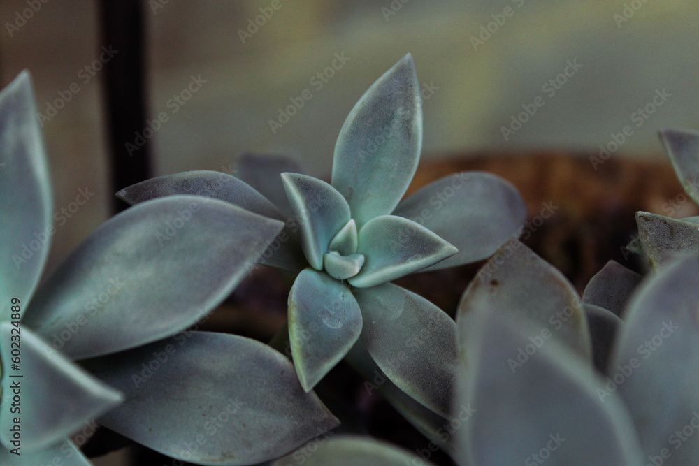 Green Succulent Ghost Plant Ornamental Flower, Close Up Plant Images Green Succulent Ghost Plant Ornamental Flower, Close Up Plant Images