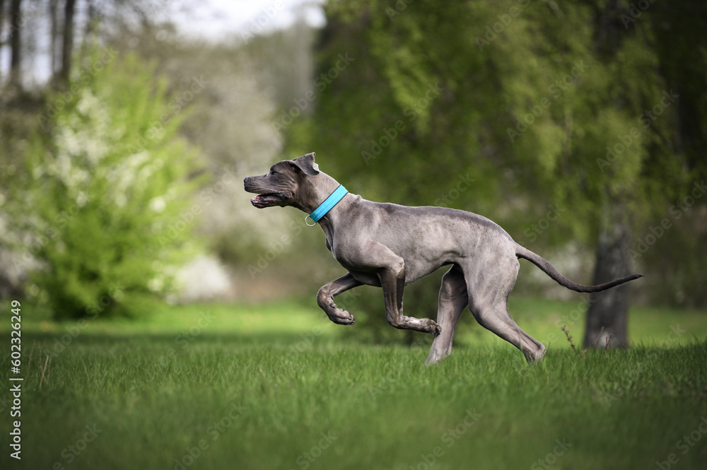young great dane dog running outdoors in a blue collar