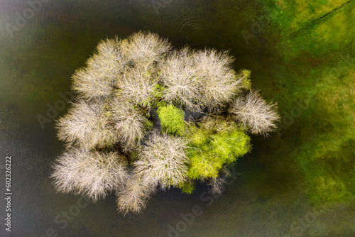 Aerial view of a group of trees growing in a lake near the shore (Gruentensee, Wertach, Bavaria, Germany) photo