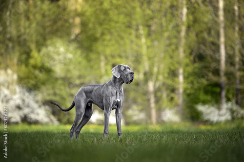young great dane dog posing outdoors on grass