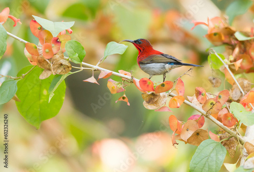 Crimson Sunbird