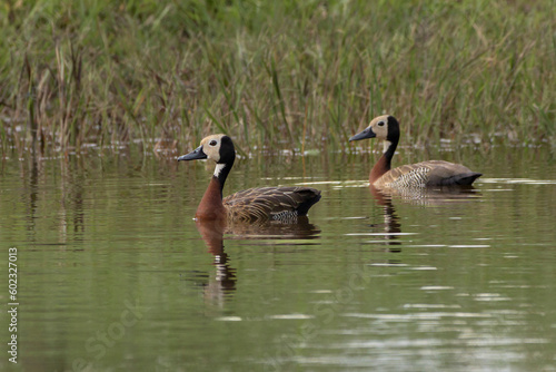 A couple of White-faced Whistling-Duck swimming in a pond. Animal world. Wildlife. Bird Lover. Birding. Birdwatching.