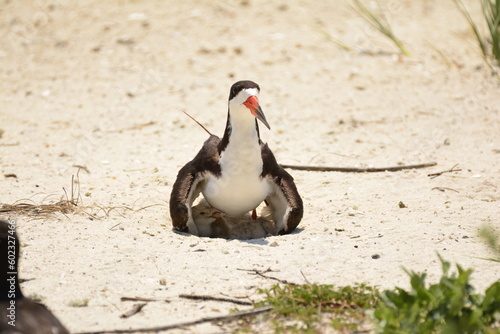 Black Skimmer with chicks (taken from a safe distance).