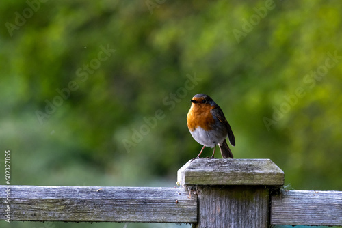 Canvas Print Close up of a robin bird perched