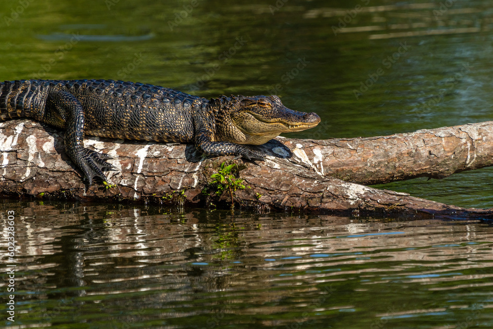 Alligator Alligator