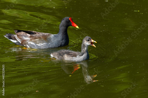 Moorhen Parent and Child