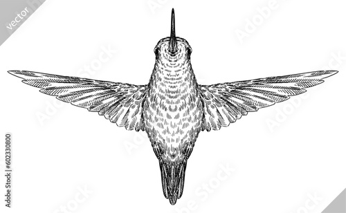 Vintage engraving isolated hummingbird set illustration ink humming sketch. Bird background colibri tropical silhouette art. Black and white hand drawn vector image