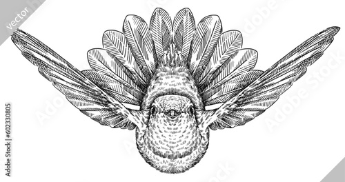 Vintage engraving isolated hummingbird set illustration ink humming sketch. Bird background colibri tropical silhouette art. Black and white hand drawn vector image