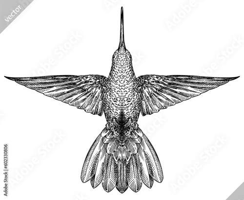 Vintage engraving isolated hummingbird set illustration ink humming sketch. Bird background colibri tropical silhouette art. Black and white hand drawn vector image