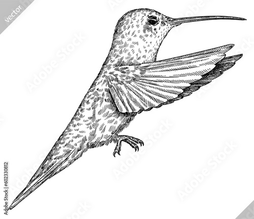 Vintage engraving isolated hummingbird set illustration ink humming sketch. Bird background colibri tropical silhouette art. Black and white hand drawn vector image