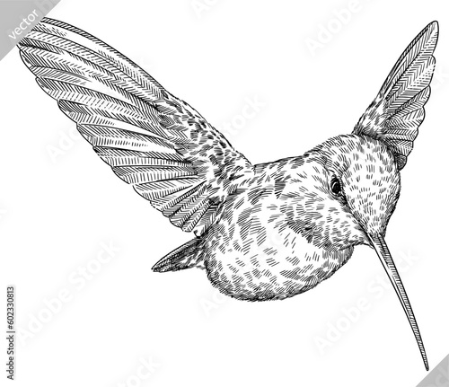 Vintage engraving isolated hummingbird set illustration ink humming sketch. Bird background colibri tropical silhouette art. Black and white hand drawn vector image