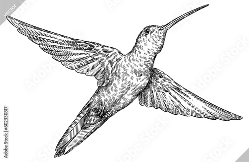 Vintage engraving isolated hummingbird set illustration ink humming sketch. Bird background colibri tropical silhouette art. Black and white hand drawn vector image