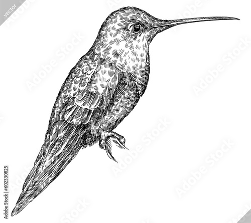 Vintage engraving isolated hummingbird set illustration ink humming sketch. Bird background colibri tropical silhouette art. Black and white hand drawn vector image